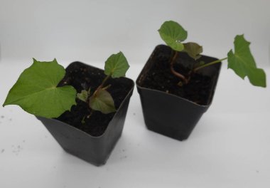 close-up two pots with sprouts growing from sweet potato on white isolated background clipart