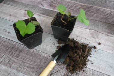 Saksıda yetişen iki tatlı patates bitkisi. Kürekle patates ekme ve süsleme kavramı.