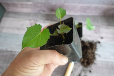 Yakın plan adam elinde saksıyla tatlı patates bitkisi yetiştiriyor. Tarım için patates nakli.