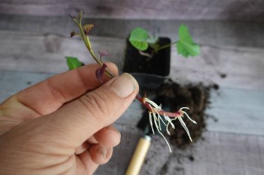 man's hand holds sweet potato shoot with roots ready for planting. sweet potato cultivation clipart