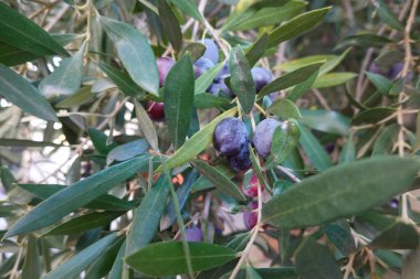 Bir zeytin ağacındaki yeşil yaprakların arasında dalda asılı koyu mor ve kırmızı zeytinlerin detaylı görüntüsü. Zeytinler yoğun yapraklarla çevrili..