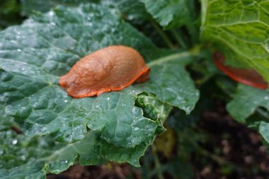 Bahçedeki su damlacıklarıyla yeşil bir yaprağın üzerinde sürünen kahverengi bir sümüklüböceğin yakın çekimi. Sümüklü böceğin dokusu canlı, ıslak yaprak ile çelişiyor nemli çevreyi ve doğal etkileşimi vurguluyor..