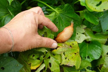 Adamın eli, tatlı patates hasadından sümüklü böcek yakalıyor. Sebze bahçesinde kahverengi salyangoz haşereleri