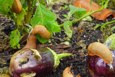 Bahçedeki hasarlı mor patlıcanlarla beslenen üç kahverengi sümüklü böcek. Patlıcanlar sümüklü böceklerle beslenme kaynaklı görünür delikler gösterirken, bir tanesi yeşil bir yaprağa tırmanıyor ve bitkilerle olan etkileşimlerini vurguluyor..