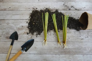 Köklü vetiver kökleri, suda yayılmış saksıya hazır, kök salma konsepti