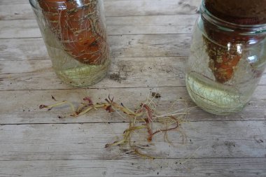 close-up of sweet potato sprouts harvested from water-grown tuber, ready for planting clipart