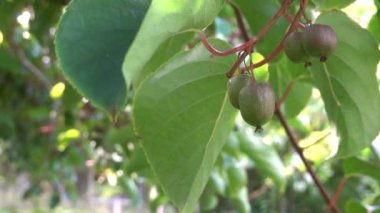 Budama makası olan adam Minikiwi ya da Hardy Kiwi 'yi tırmanmaktan kurtarır.