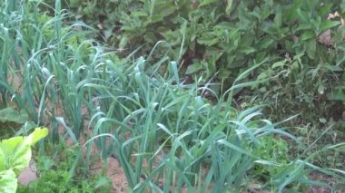 Sonbahar ve yaz mahsulleri olan bir sebze bahçesinin genel manzarası, pazı, hindiba, lahana, tarım için yataklarda pırasa