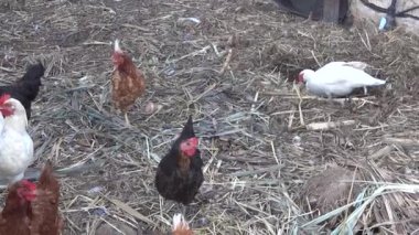 Tavuk kümesindeki tavuklar yiyecek için gagalıyor ve doğal döşeme döşemeleri ile kümeste dolaşıyorlar.