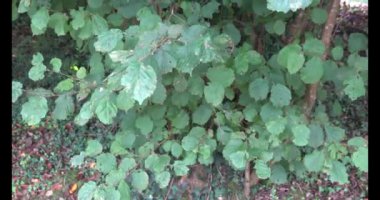 Vahşi ormanda rüzgarda sallanan fındık yaprakları. Fındıklı fındık dalları ve zemin.