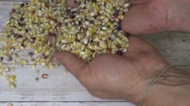 Tarım alanındaki mısır tanelerini hasat ederek olgunlaşmış sarı çekirdekleri ve geleneksel tarım uygulamalarını gösteriyor. Renkli mısır hasat edildi.