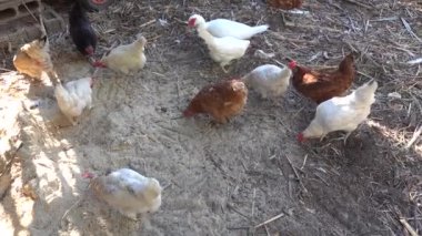 Çiftlikte tahılla beslenen tavuklar, kırsal alanda kümes hayvanlarının davranışlarını ve sürdürülebilir tarım uygulamalarını resmediyor..