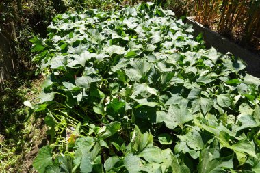 Geniş yapraklı, yemyeşil bir patates tarlası. Parlak güneş ışığı altında bir bahçede gelişiyor..