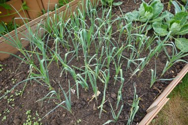 Zengin toprak ve yapraklı yeşil sebzelerle çevrili, sıra sıra büyüyen genç pırasa bitkilerle yükseltilmiş bahçe yatağı, açık hava ortamında organize bir tarım düzeneği sergiliyor..