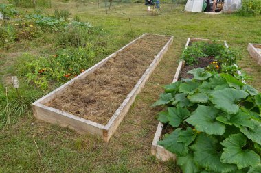 Kırsal bir bahçede yetişen sebze bitkilerinin yanında samanla dolu ahşap bir bahçe yatağı..