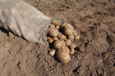 Bir çuval dolusu kuru toprakta taze toplanmış patates..