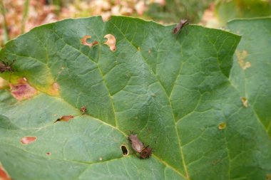 Yüzeyine konmuş üç kahverengi Coreus marginatus böceği, yaprağın dokusunun detaylarını ve böceklerin açık havada doğal ortamdaki görüntüsünü vurgulayarak yeşil bir ravent yaprağının yakın plan görüntüsü..