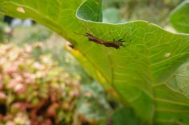 İki kahverengi Coreus marginatus böceği yeşil bir ravent yaprağının kenarına tünemiş, bitkilerle bulanık bir arka plana kurulmuş, böceklerin etkileşimini ve doğal ayrıntıları vurguluyorlar..