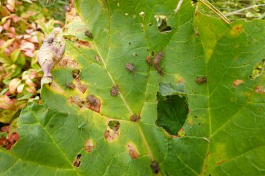 Numerous brown Coreus marginatus bugs clustered on a large green rhubarb leaf with extensive damage, showing their interaction and impact on the foliage in a natural outdoor environment. clipart