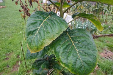 Close-up of a naranjilla plant showcasing its vibrant green leaves, thriving in a garden setting clipart