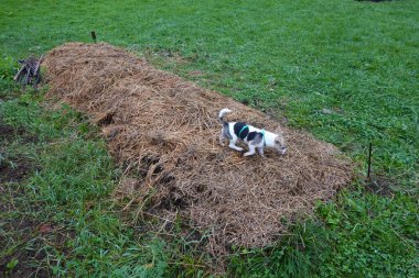 Küçük köpek yeşil bir tarlada saman yığını olarak kullanılan bir saman yığınında yürüyor, açık hava macerasının tadını çıkarıyor.