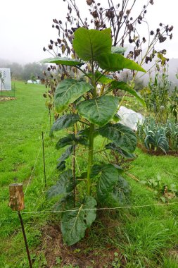 Büyük bir nicotiana glauca, ya da ağaç tütünü, bir permakültür bahçesinde yetişiyor, büyük yeşil yapraklar ve kuru tohumlar gösteriyor.