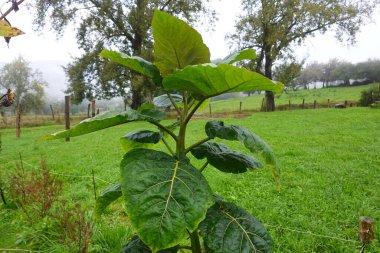 Young paulownia tomentosa tree growing in a green field, also known as the empress tree or foxglove tree clipart