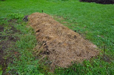 Kışın korunması, toprak sağlığının iyileştirilmesi ve yabani otların temizlenmesi için kuru saman samanlarıyla kaplı yükseltilmiş bahçe yatağı