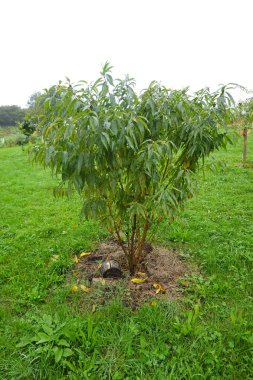 Çimenli bir tarlada yetişen yemyeşil şeftali ağacı yeni gelişmeler ve sağlıklı yapraklar sergiliyor.