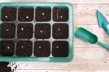 Bahçıvan tohum ekme tepsisi, ahşap masa üzerinde bahçe araçları kullanarak, bahar ekimi için hazırlık