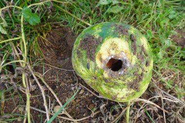 Bozuk karpuz meyvesi ve onu yiyen böcekler sebze bahçesinde yerde yatıyor.
