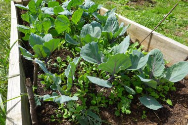Kırmızı lahana, lahana ve diğer sebzeler yetiştirilmiş bir bahçe yatağında yabani otlarla yetişiyor.