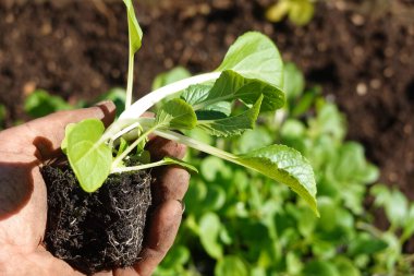 Çiftçinin elini kapayarak, verimli topraklara ekilmeye hazır taze çikolota fidelerini tutuyoruz.