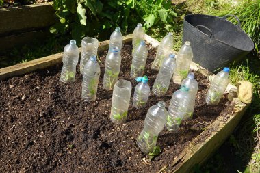 Yükseltilmiş bir yatakta büyüyen tohumlar, korunmak ve ısınmak için geri dönüştürülmüş plastik şişelerle kaplı.