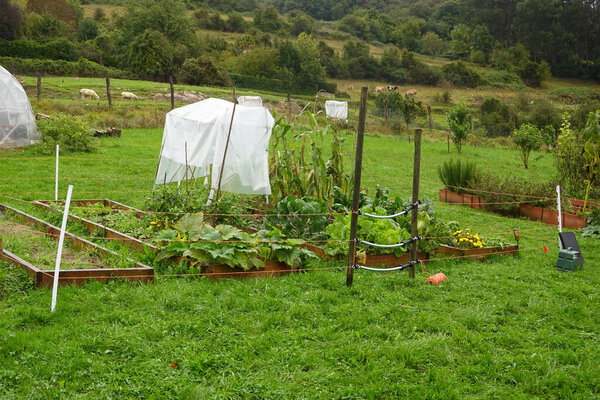 Различные культуры, выращиваемые в зарослях, защищенных электрическим забором и пластиковыми покрытиями, способствуя пермакультивированию и устойчивому земледелию