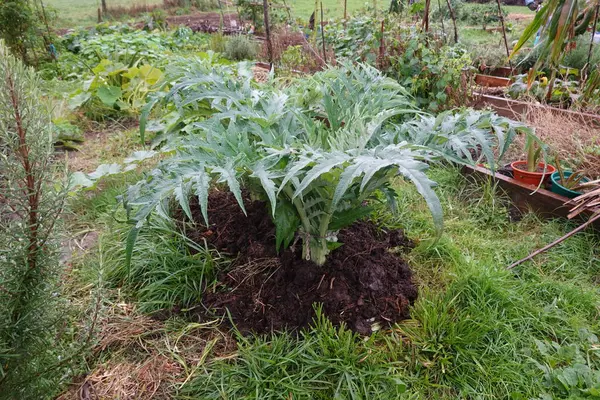 Organik gübre ve gübre ile çevrili bir permakültür bahçesinde yetişen enginar bitkisi sağlıklı büyüme ve toprak verimliliğini teşvik ediyor.