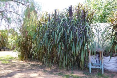 Uzun yeşil ve mor yapraklı çimen benzeri yoğun bitki kümeleri bir bahçede büyüyor..