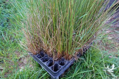 Açık havada yeşil çimlerle çevrili plastik bir fidan tepsisinde yetişen yoğun sazlık bitkileri kümesi..
