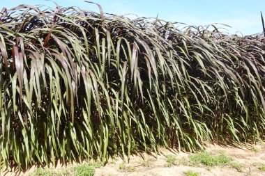 Uzun, yeşil ve mor şeker kamışı bitkilerinden oluşan yoğun bir sıra. Parlak mavi gökyüzünün altında bir tarla tarlasında..