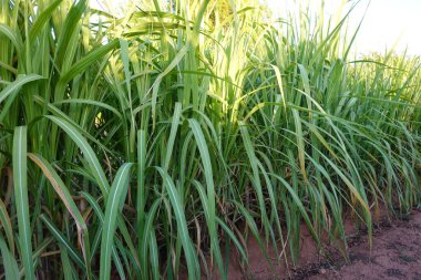 Close-up of tall green sugarcane leaves growing in a dense row, highlighting the vibrant foliage and agricultural cultivation in fertile soil under natural sunlight. clipart