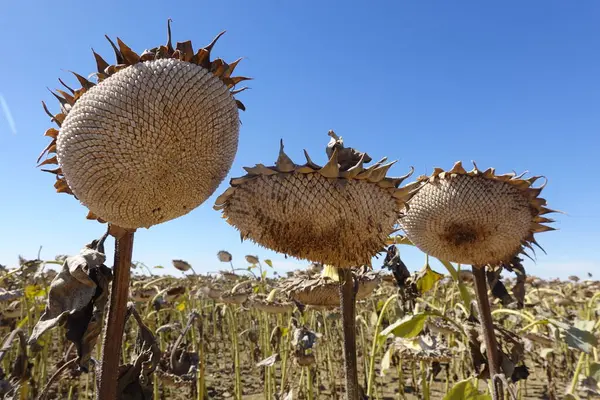 Açık mavi bir gökyüzünün altında üç kurutulmuş ayçiçeği başıyla görülebilir tohumlar ve kurumuş saplar..