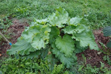 Ot ve yabani otlarla çevrili bir bahçe ortamında yemyeşil yapraklarını sergiliyor.