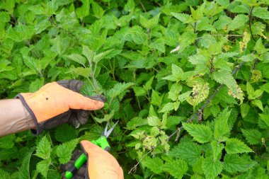 Bir çift el bir makas tutuyor ve bir çalıdan yapraklar kesiyor.