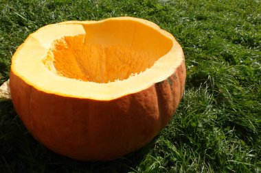 Dev turuncu balkabağı, yeşil çimlerin üzerinde öğütülmüş tohumları ve hamuru ortaya çıkararak oyma ve pişirmeye hazırlanıyor.