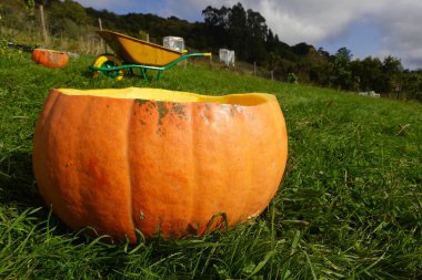 Large harvested pumpkin sitting on grass in a farm field with wheelbarrow in background, ready for carving or cooking clipart