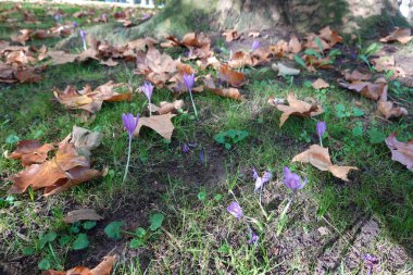 Güzel mor sonbahar timsahları, bir ağacın tabanında düşen yapraklarla çevrili olarak yerden çıkar ve canlı bir renk kontrastı yaratır.