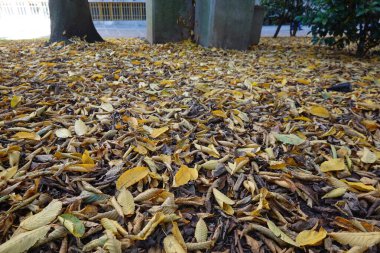 Kuru sarı, turuncu ve kahverengi yapraklar sonbahar mevsiminde bir parkta yerde kalın bir halı oluşturuyor.