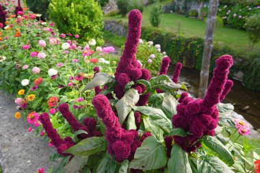 Striking purple chenille plants stand out against a backdrop of colorful zinnias in a vibrant garden setting, with a small stream flowing in the background clipart