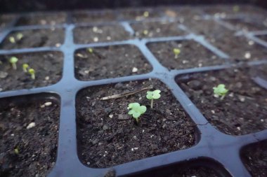 Karanlığın içinden çıkan narin yeşil filizlerin yakın çekimi, tohum tepsisindeki zengin toprak, yeni bir yaşam ve büyüme vadediyor.