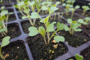 Tohum başlangıç tepsisinde büyüyen fidelerin yakın çekimi, yeni yaşamı ve organik tarım uygulamalarını temsil ediyor